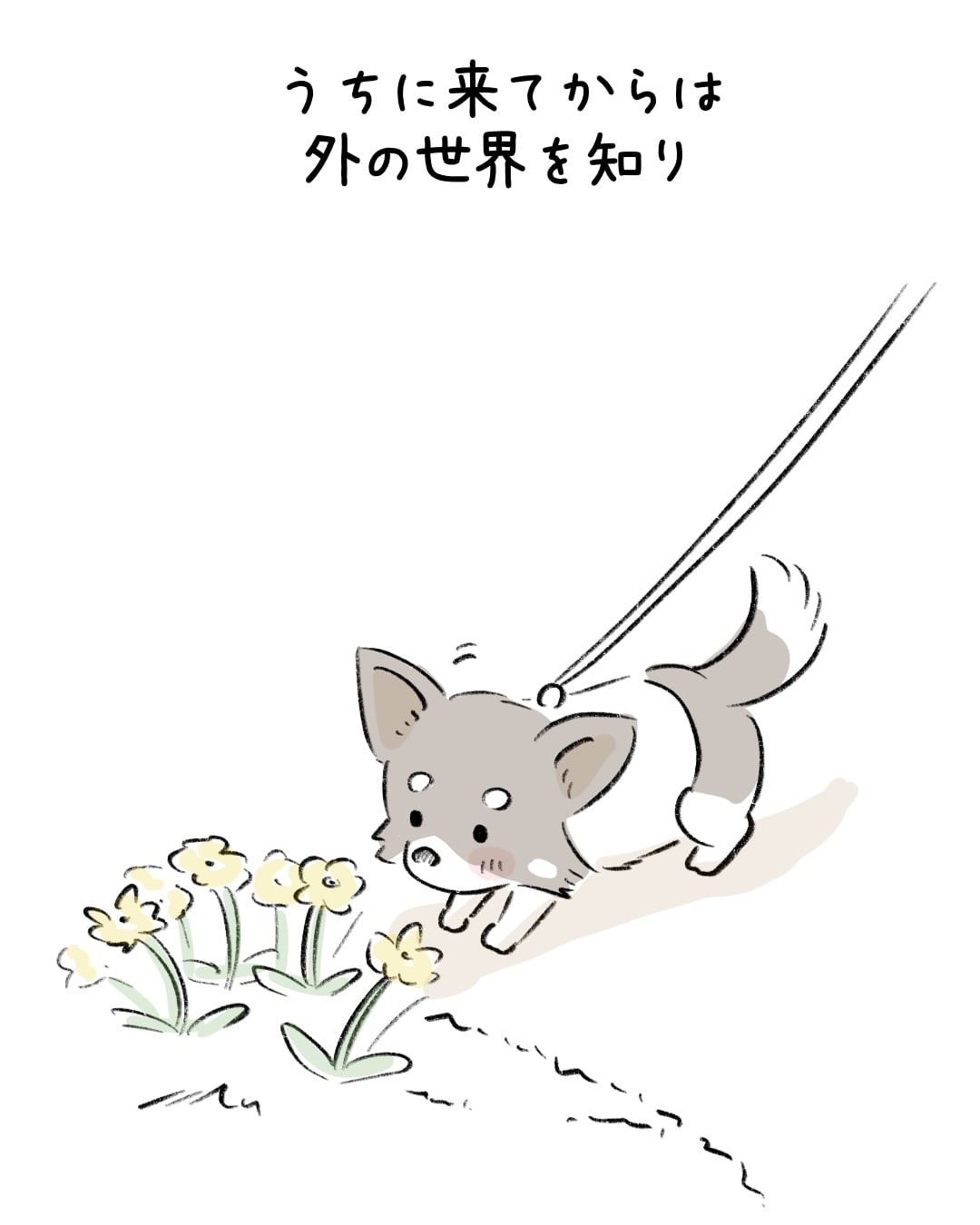 ある日だけ散歩を拒否する子 2